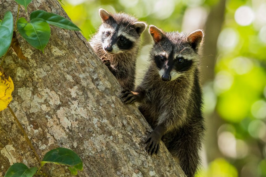 Neugierige Lemuren